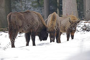 Wisent im Schnee