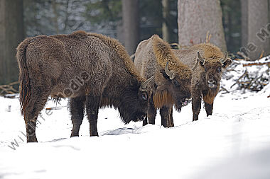Wisent im Schnee
