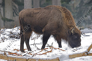 Wisent im Schnee