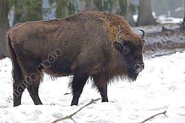 Wisent im Schnee