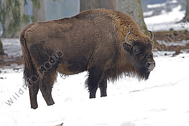 Wisent im Schnee