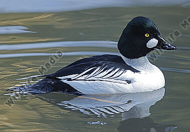 Schellente Männchen