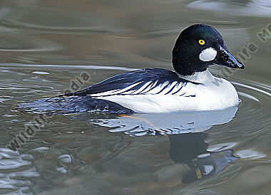 Schellente Männchen