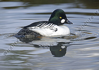 Schellente Männchen