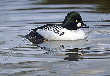 Schellente Männchen