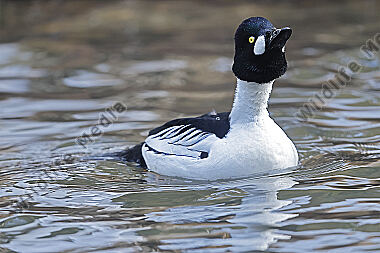 Schellente Männchen