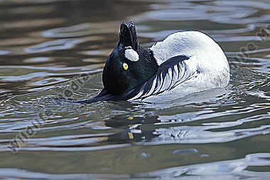 Schellente Männchen