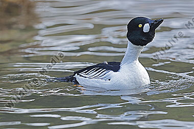 Schellente Männchen