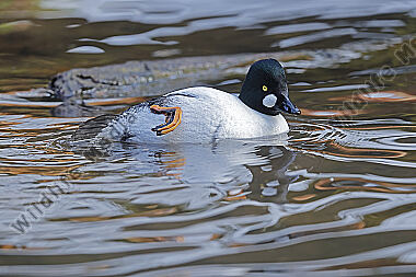 Schellente Männchen