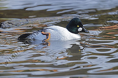 Schellente Männchen