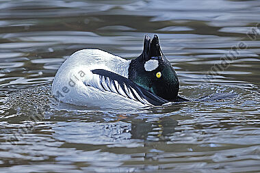 Schellente Männchen