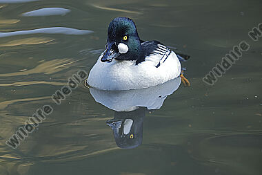 Schellente Männchen