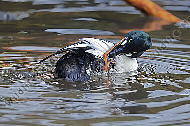 Schellente Männchen