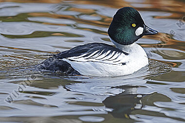 Schellente Männchen