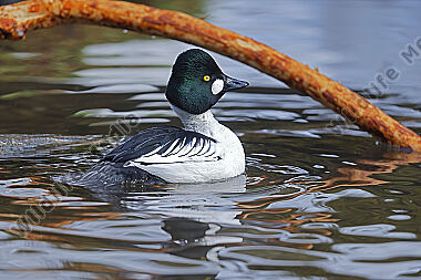 Schellente Männchen