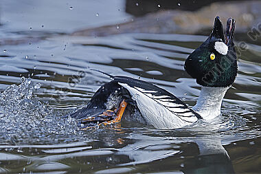 Schellente Männchen