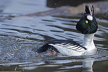 Schellente Männchen