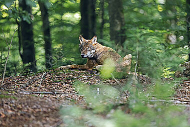Europäischer Wolf