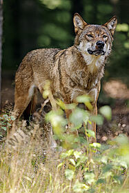 Europäischer Wolf