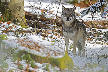 Europäischer Wolf