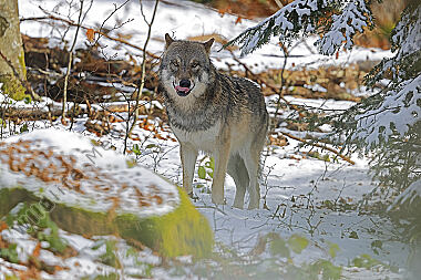 Europäischer Wolf