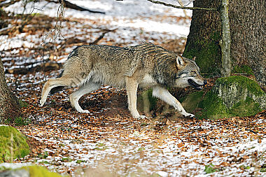 Europäischer Wolf