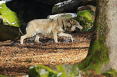 Europäischer Wolf