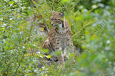 Luchs