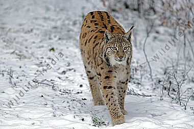 Luchs im Schnee
