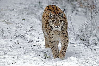 Luchs im Schnee