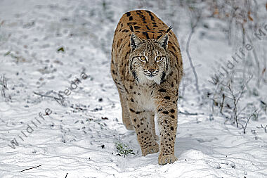 Luchs im Schnee