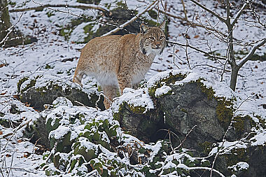 Luchs im Schnee