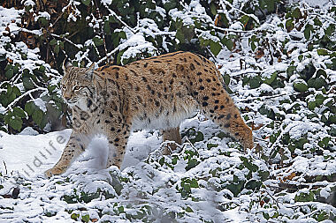 Luchs im Schnee