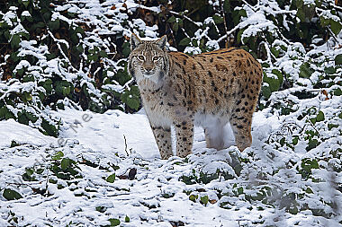 Luchs im Schnee