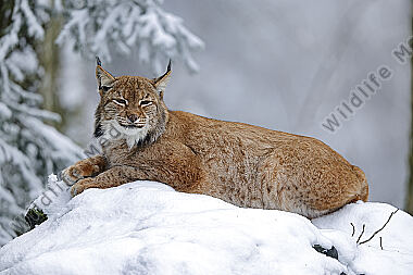 Luchs im Schnee