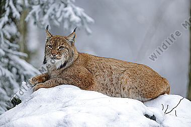 Luchs im Schnee