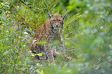 Luchs
