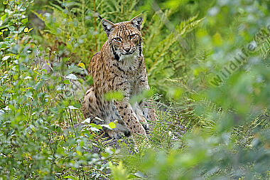 Luchs