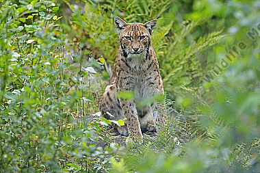Luchs
