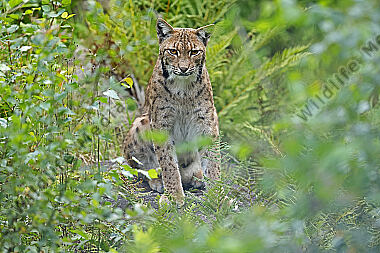 Luchs