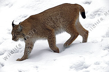 Luchs im Schnee