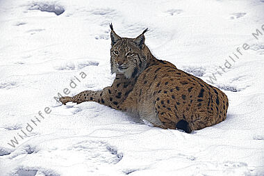 Luchs im Schnee