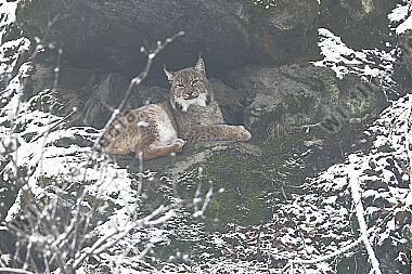 Luchs im Schnee