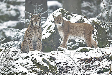 Luchs im Schnee