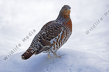 Auerhenne im Schnee
