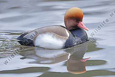 Kolbenente Männchen