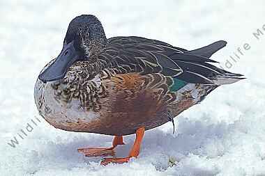 Löffelente Männchen