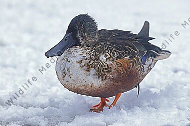 Löffelente Männchen