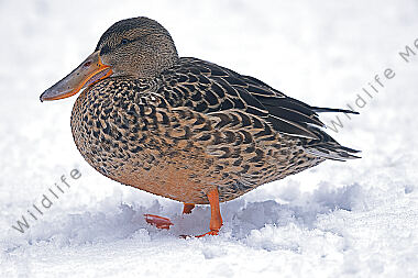 Löffelente Weibchen