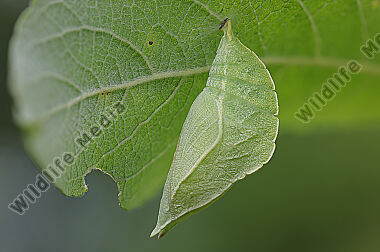 Großer Schillerfalter Puppe